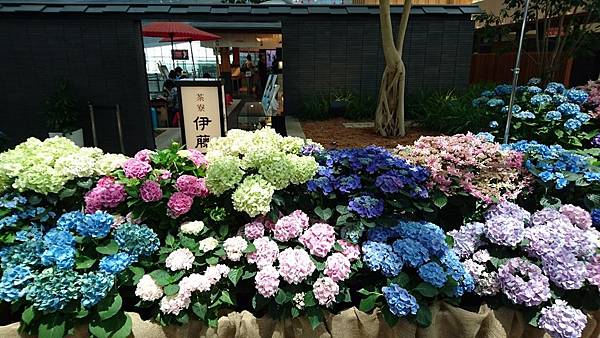 關東之旅—東京.羽田機場紫陽花展