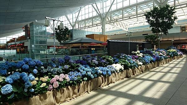 關東之旅—東京.羽田機場紫陽花展