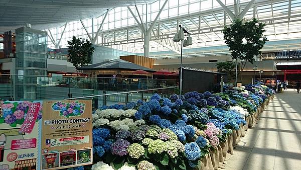 關東之旅—東京.羽田機場紫陽花展