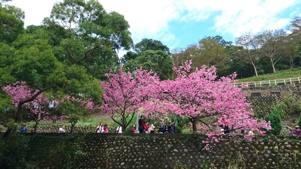 新店賞櫻行:花園新城.屈尺公園.燕子湖.La Villa W