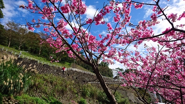 新店賞櫻行:花園新城.屈尺公園.燕子湖.La Villa W