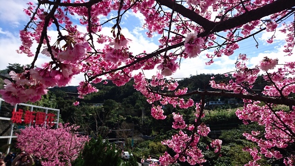 新店賞櫻行:花園新城.屈尺公園.燕子湖.La Villa W