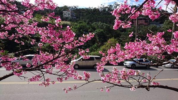 新店賞櫻行:花園新城.屈尺公園.燕子湖.La Villa W