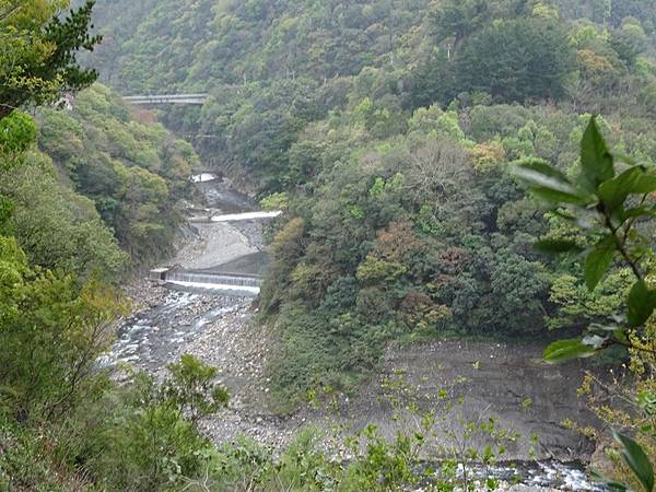 中巴陵櫻木花道.巴陵古道生態園區.巴陵舊橋