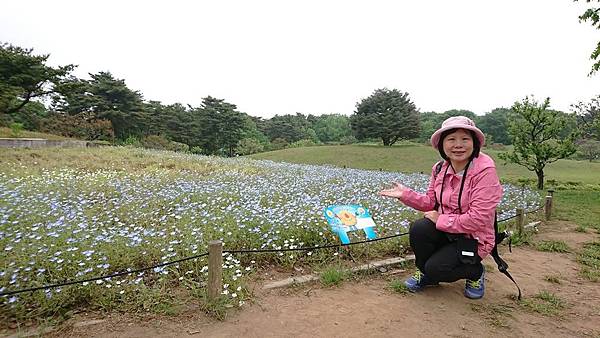 日立常陸海濱公園粉蝶花