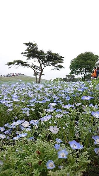 日立常陸海濱公園粉蝶花