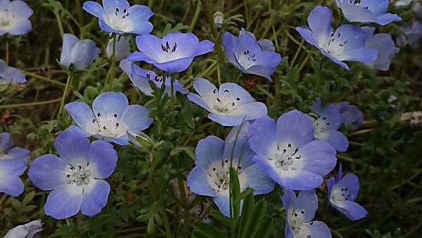 日立常陸海濱公園粉蝶花