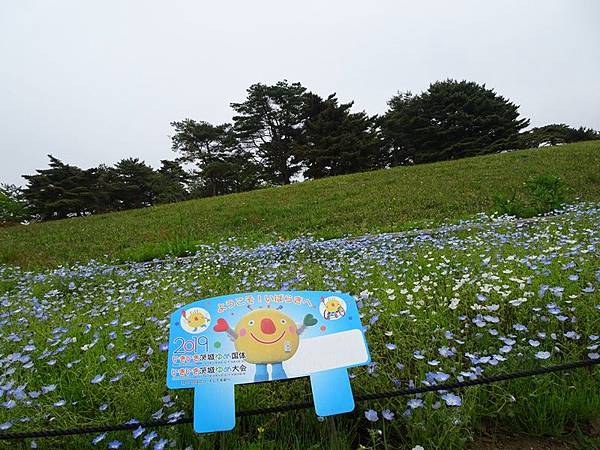 日立常陸海濱公園粉蝶花