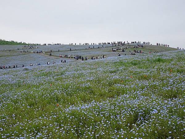 日立常陸海濱公園粉蝶花