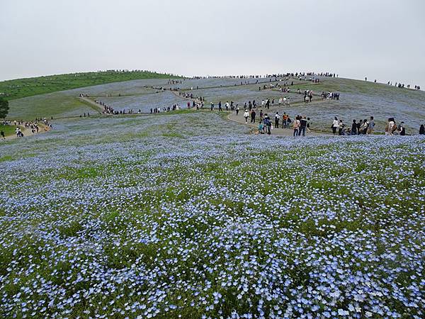 日立常陸海濱公園粉蝶花