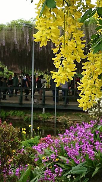 足利花卉公園藤花物語