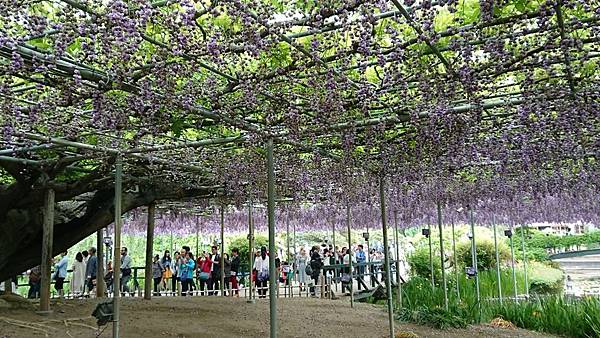 足利花卉公園藤花物語