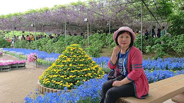 足利花卉公園藤花物語