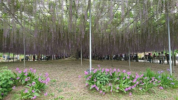 足利花卉公園藤花物語