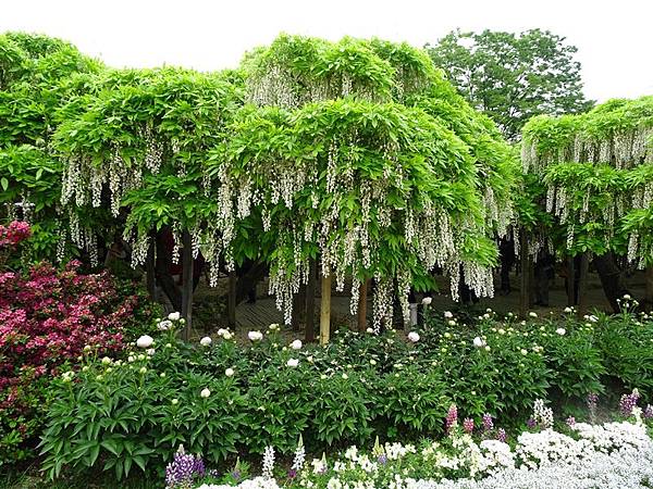 足利花卉公園藤花物語