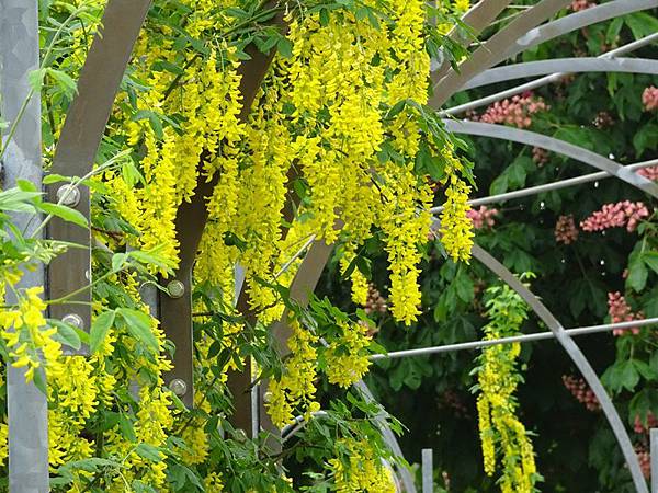 足利花卉公園藤花物語