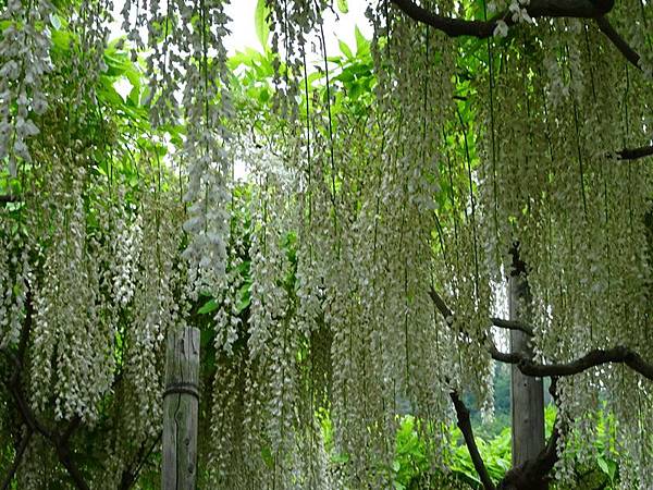 足利花卉公園藤花物語