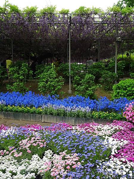 足利花卉公園藤花物語