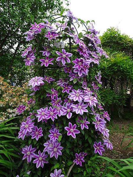 足利花卉公園藤花物語