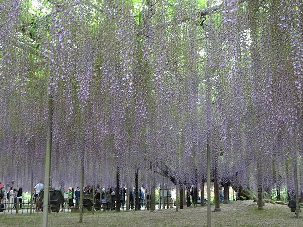 足利花卉公園藤花物語