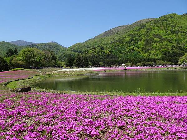 富士芝櫻祭