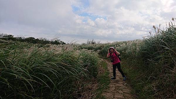 風擎步道(風櫃嘴--擎天崗)賞秋芒