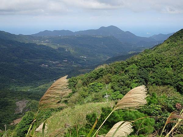 風擎步道(風櫃嘴--擎天崗)賞秋芒