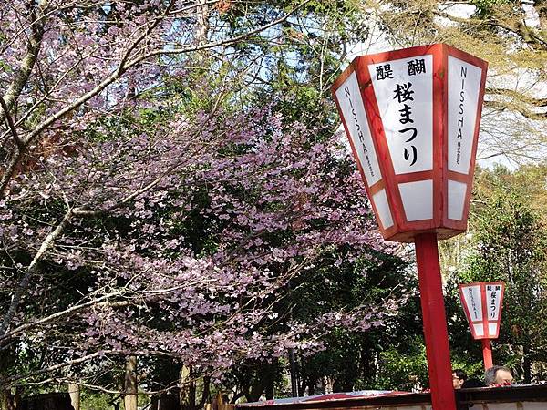 京都賞櫻行:醍醐寺.京都御苑.東寺夜櫻