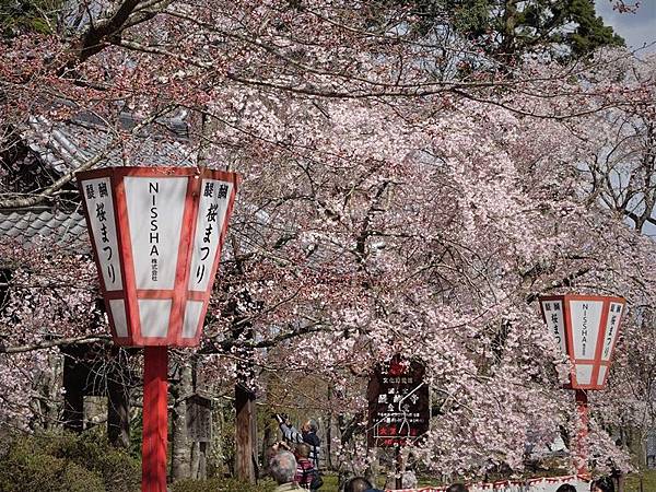 京都賞櫻行:醍醐寺.京都御苑.東寺夜櫻