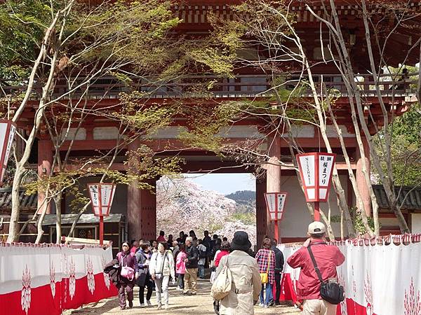 京都賞櫻行:醍醐寺.京都御苑.東寺夜櫻