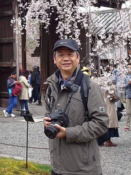 京都賞櫻行:醍醐寺.京都御苑.東寺夜櫻