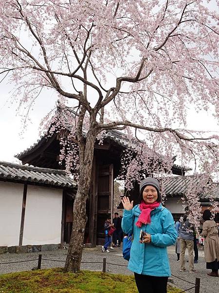 京都賞櫻行:醍醐寺.京都御苑.東寺夜櫻