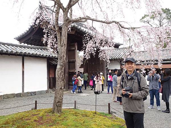 京都賞櫻行:醍醐寺.京都御苑.東寺夜櫻