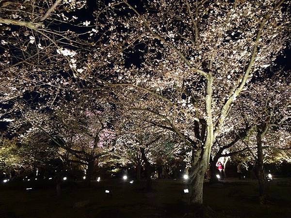 京都賞櫻行:醍醐寺.京都御苑.東寺夜櫻