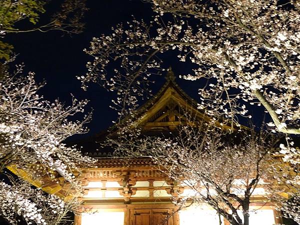 京都賞櫻行:醍醐寺.京都御苑.東寺夜櫻