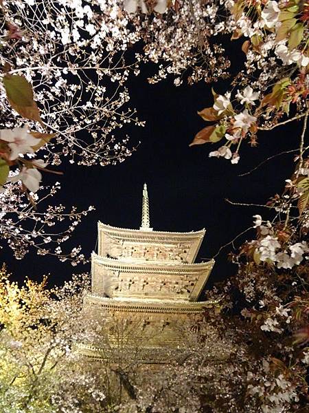 京都賞櫻行:醍醐寺.京都御苑.東寺夜櫻