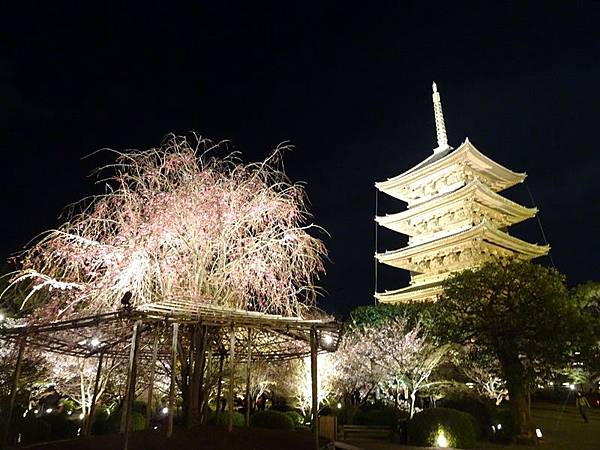 京都賞櫻行:醍醐寺.京都御苑.東寺夜櫻