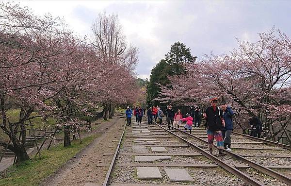 京都賞櫻行:蹴上鐵道.南禪寺.哲學之道