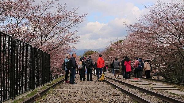 京都賞櫻行:蹴上鐵道.南禪寺.哲學之道