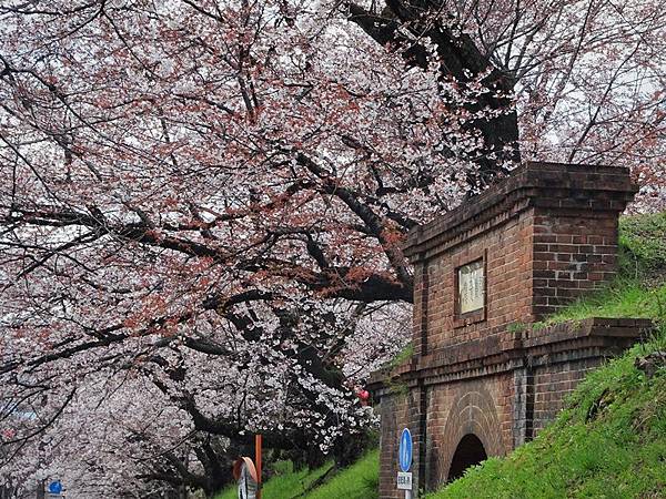 京都賞櫻行:蹴上鐵道.南禪寺.哲學之道