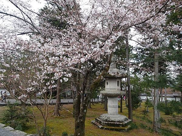 京都賞櫻行:蹴上鐵道.南禪寺.哲學之道