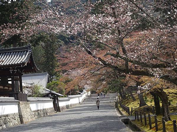 京都賞櫻行:蹴上鐵道.南禪寺.哲學之道