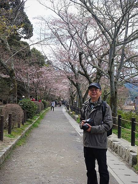 京都賞櫻行:蹴上鐵道.南禪寺.哲學之道