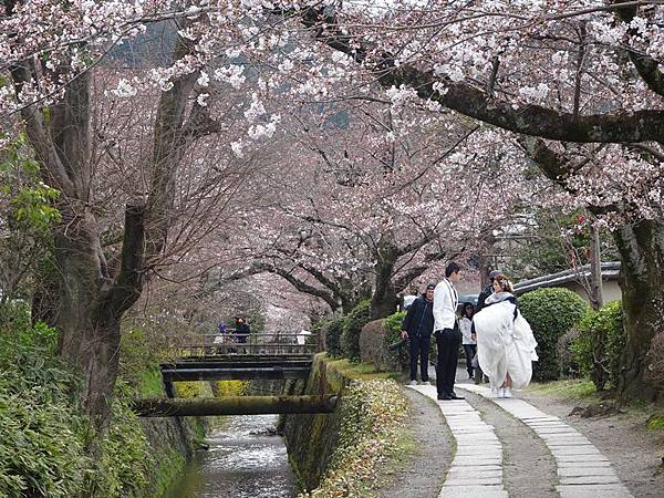 京都賞櫻行:蹴上鐵道.南禪寺.哲學之道