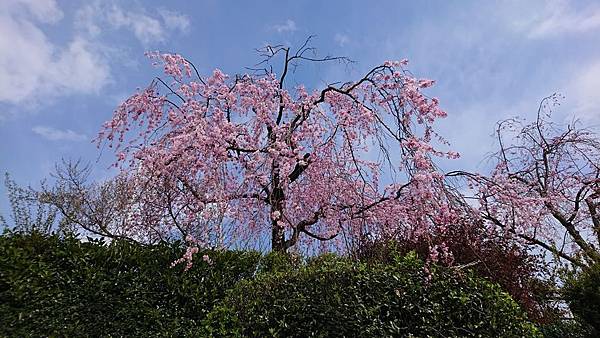 京都賞櫻行:鴨川尋花蹤.高瀨川櫻滿開