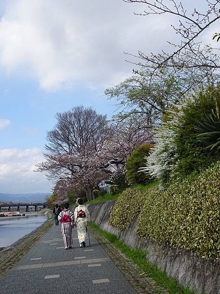 京都賞櫻行:鴨川尋花蹤.高瀨川櫻滿開