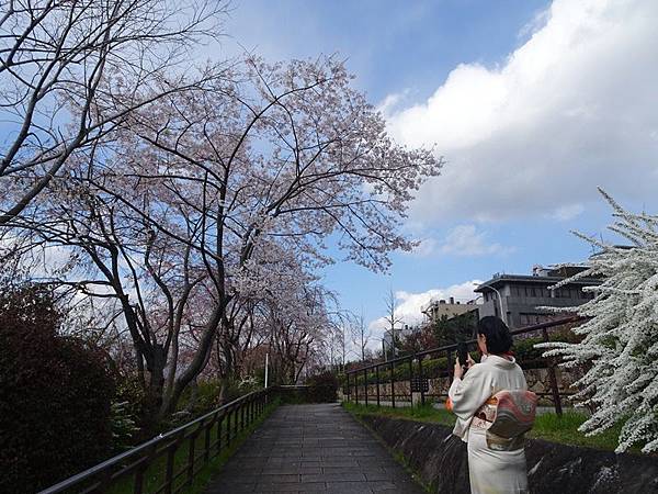 京都賞櫻行:鴨川尋花蹤.高瀨川櫻滿開