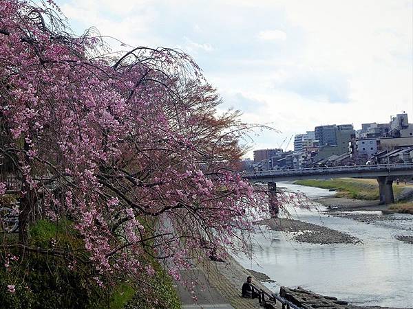 京都賞櫻行:鴨川尋花蹤.高瀨川櫻滿開