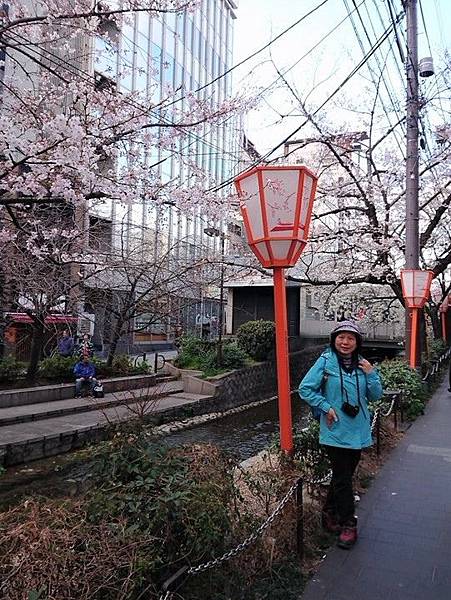 京都賞櫻行:鴨川尋花蹤.高瀨川櫻滿開