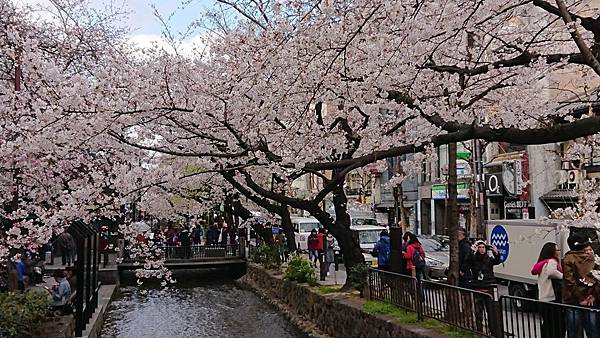 京都賞櫻行:鴨川尋花蹤.高瀨川櫻滿開